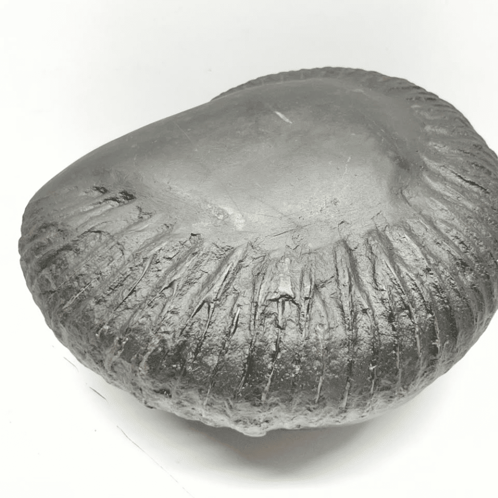 Mahanarsimha Shaligram (8inch/3850gm)