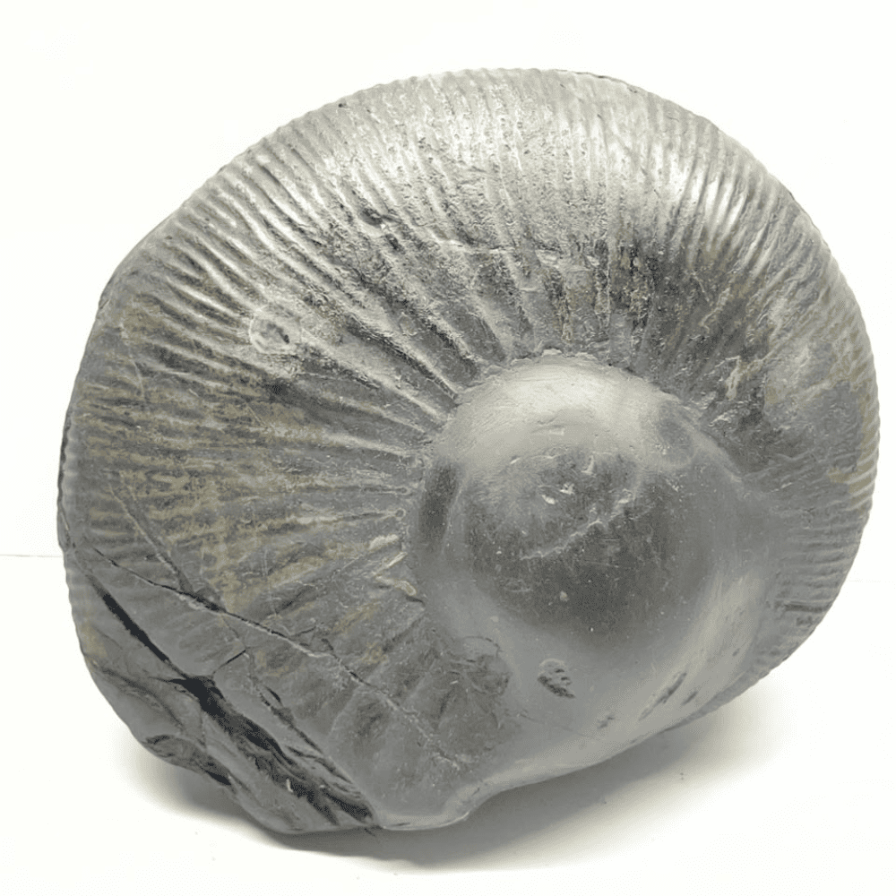 Mahanarsimha Shaligram (11inch/5700gm)