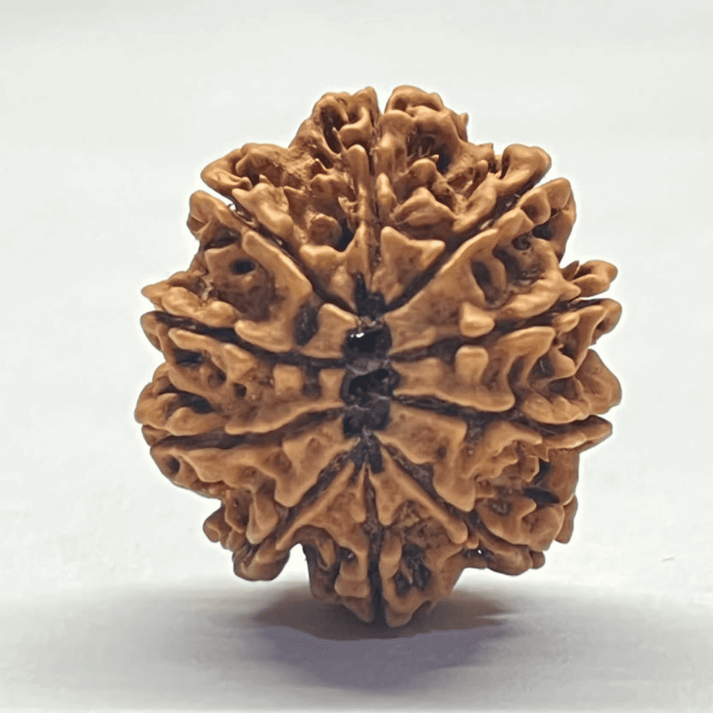 10 Mukhi Nepali Rudraksha (28.26mm/4.969gm)