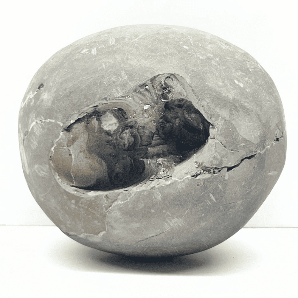 Round Narsimha Shaligram LN129(3inch/315gm)