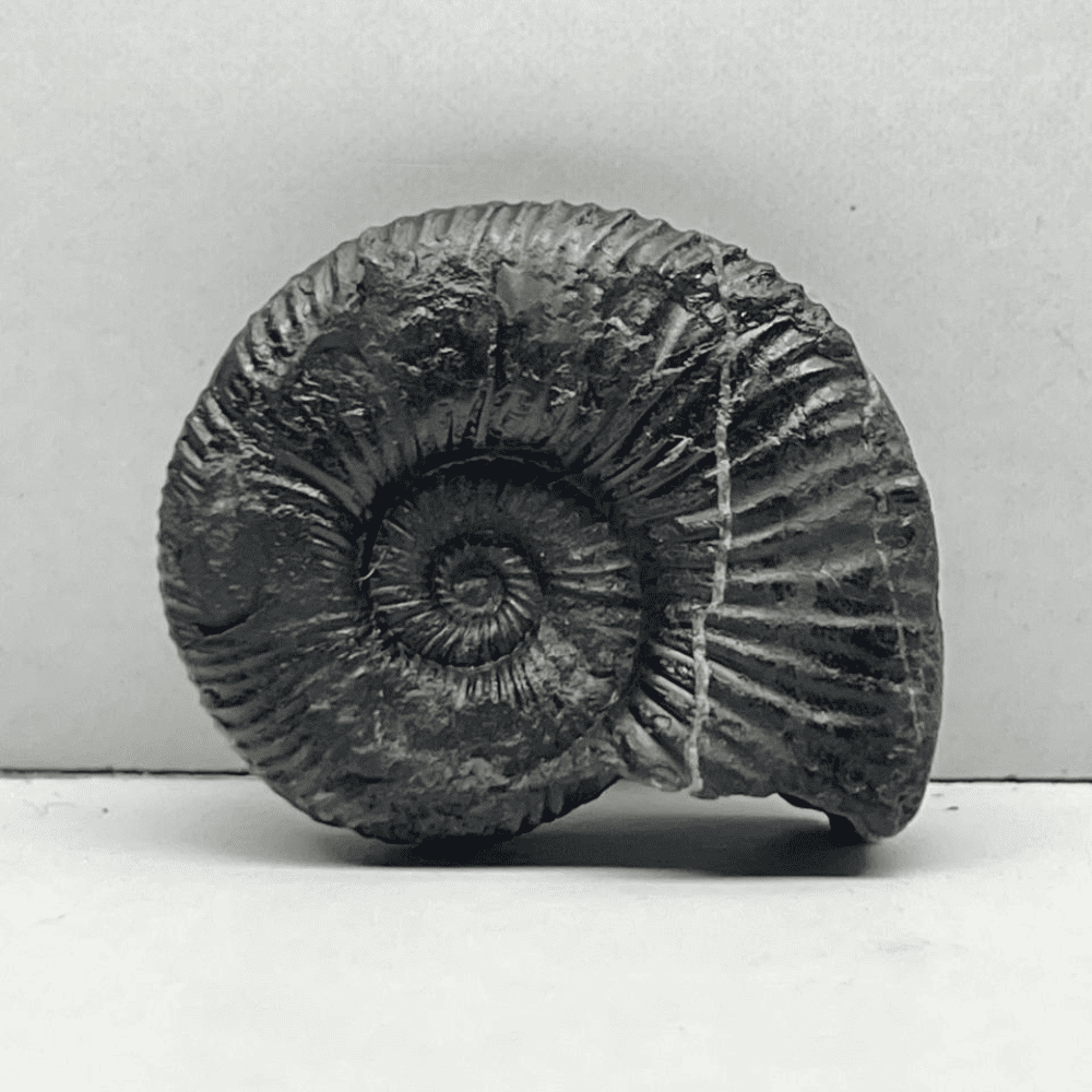 Double Sudarshan Shaligram (1.3Inch/12gm) DS-09