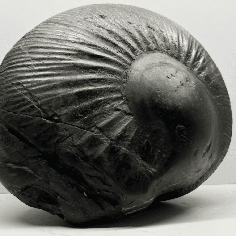 Mahanarsimha Shaligram (11inch/5700gm)