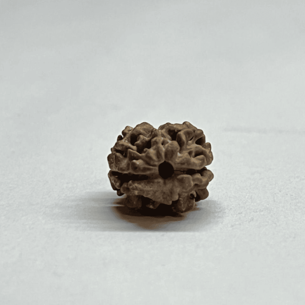 2 Mukhi Rudraksha Nepal (16.76mm/1.192gm)