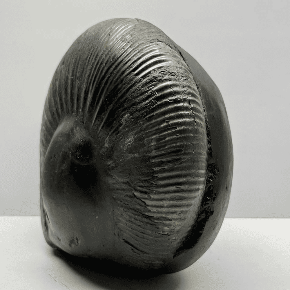 Mahanarsimha Shaligram (11inch/5700gm)