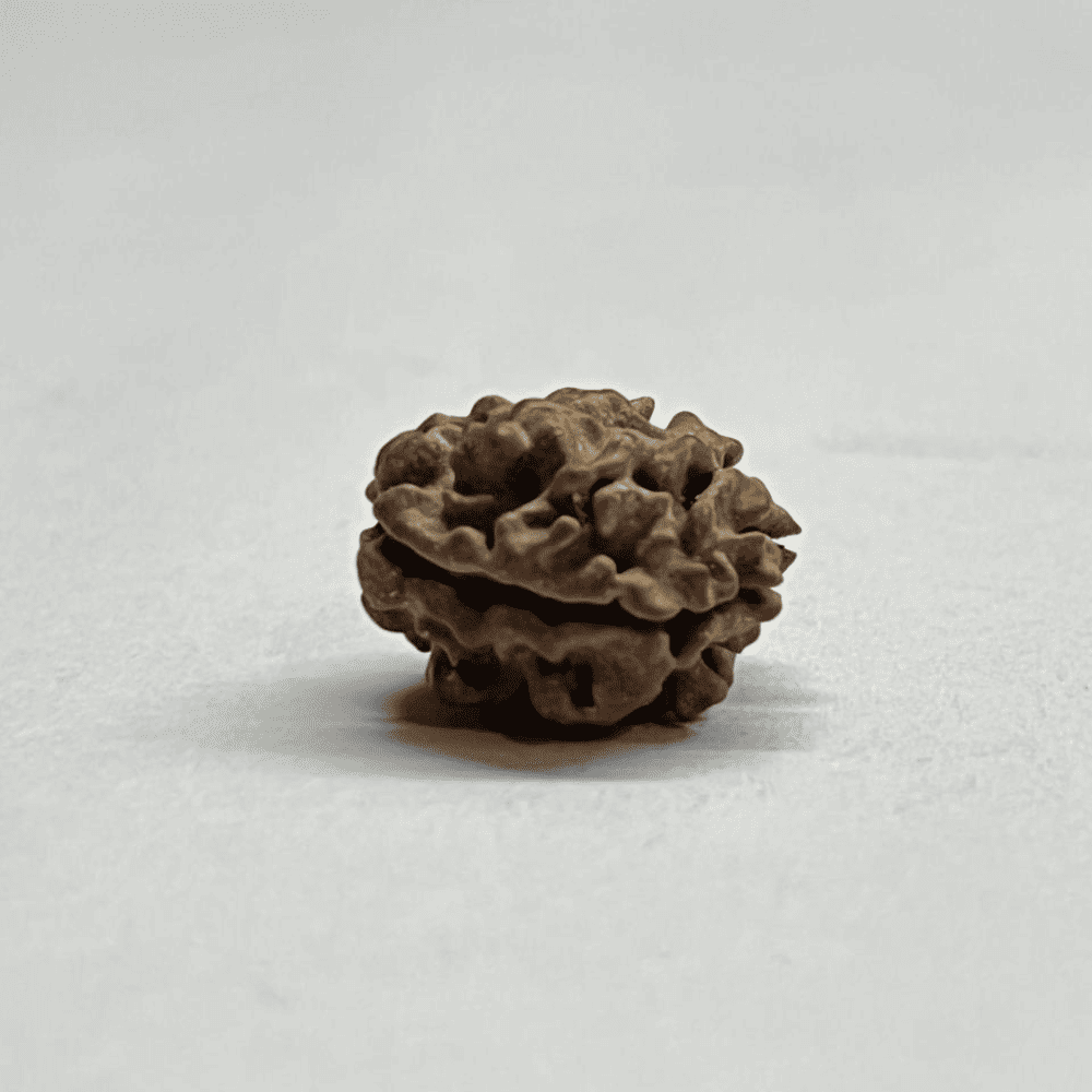 2 Mukhi Rudraksha Nepal (16.76mm/1.192gm)
