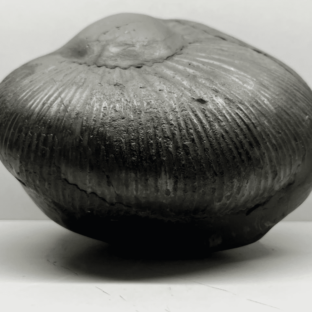 Mahanarsimha Shaligram (11inch/5700gm)