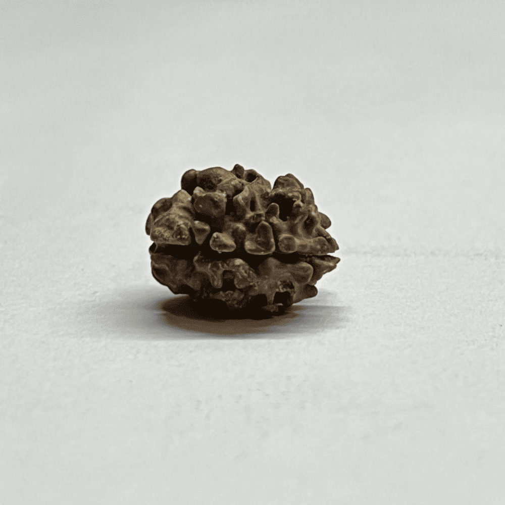 2 Mukhi Rudraksha Nepal (16.76mm/1.192gm)