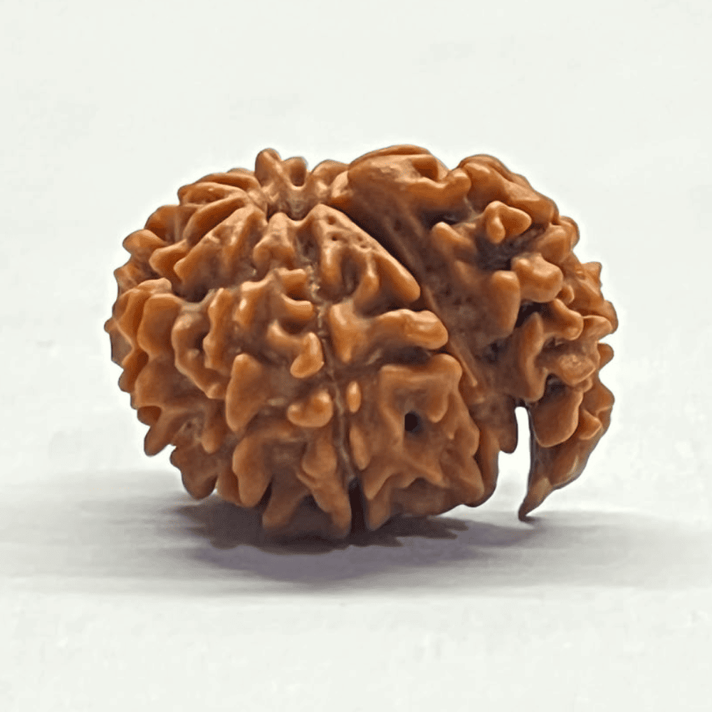 One Mukhi Sawaar Rudraksha (22.04mm/2.543gm)
