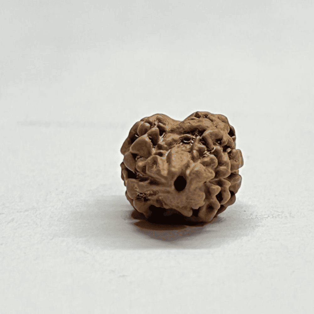 2 Mukhi Rudraksha Nepal (19.11mm/1.524gm)