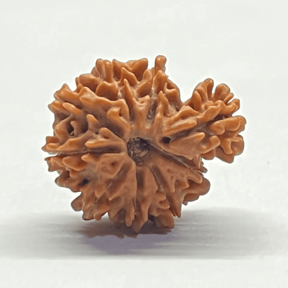 One Mukhi Sawaar Rudraksha (22.04mm/2.543gm)