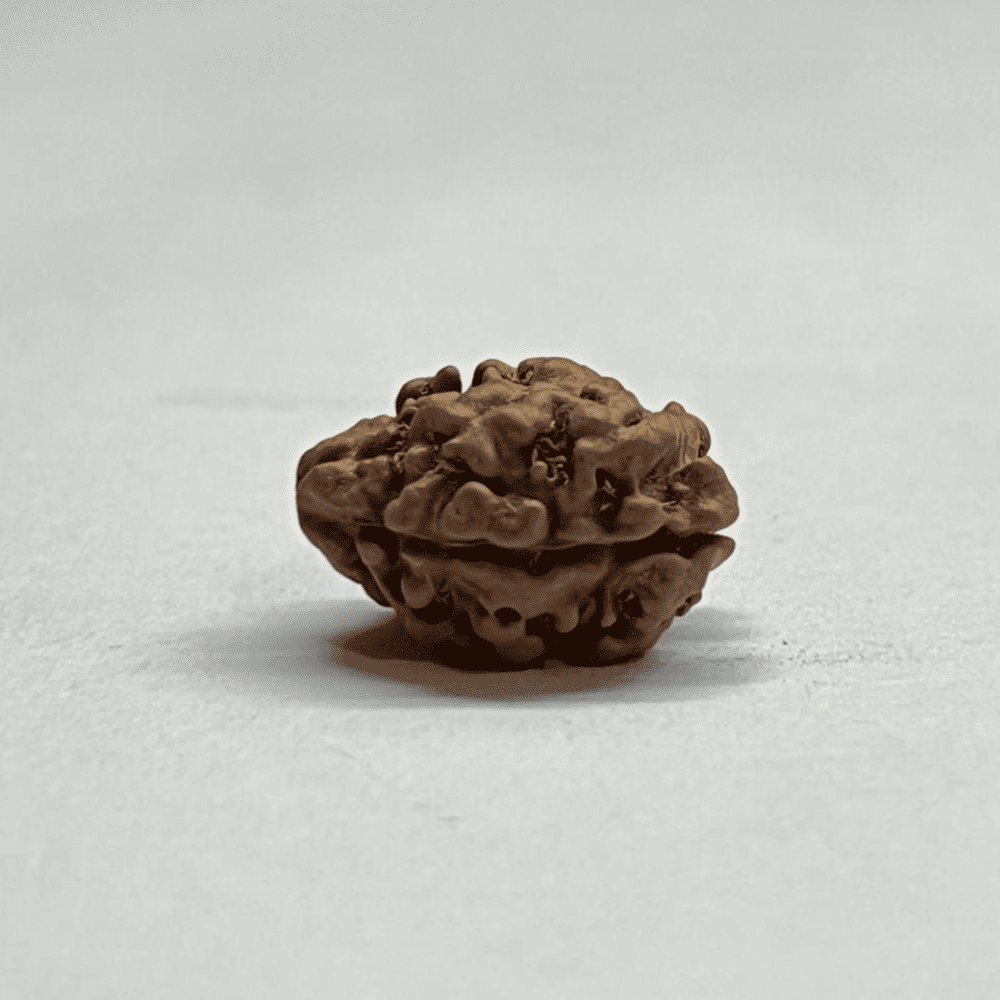 2 Mukhi Rudraksha Nepal (19.11mm/1.524gm)