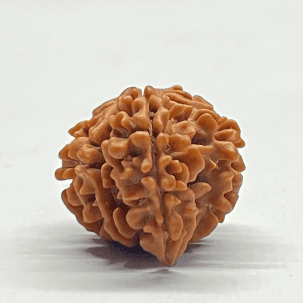 One Mukhi Sawaar Rudraksha (22.04mm/2.543gm)