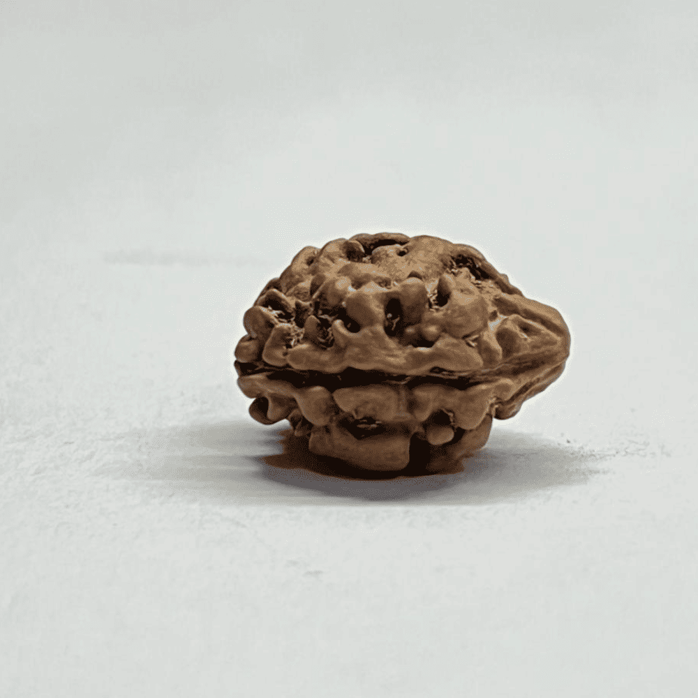2 Mukhi Rudraksha Nepal (19.11mm/1.524gm)