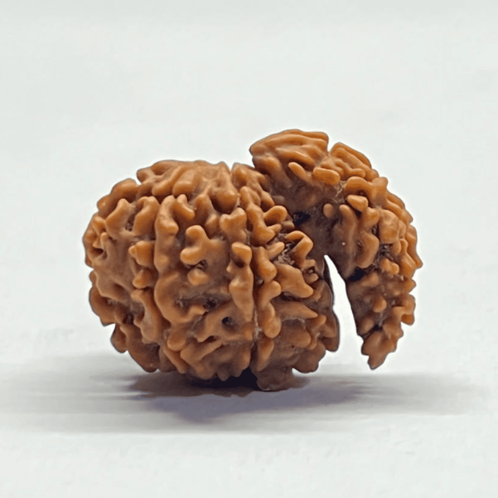 One Mukhi Sawaar Rudraksha (22.07mm/2.237gm)