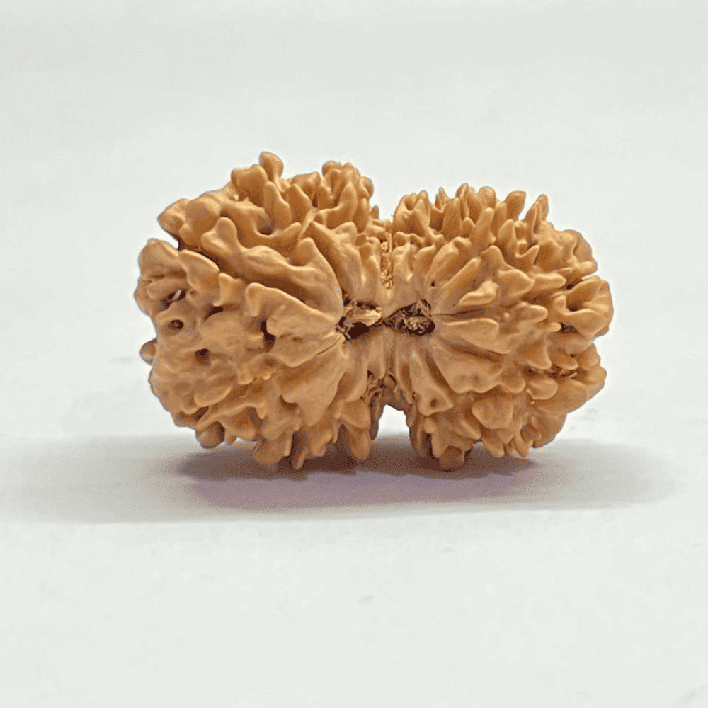 14 Mukhi Gauri Shankar Rudraksha (32.62mm/5.413gm)