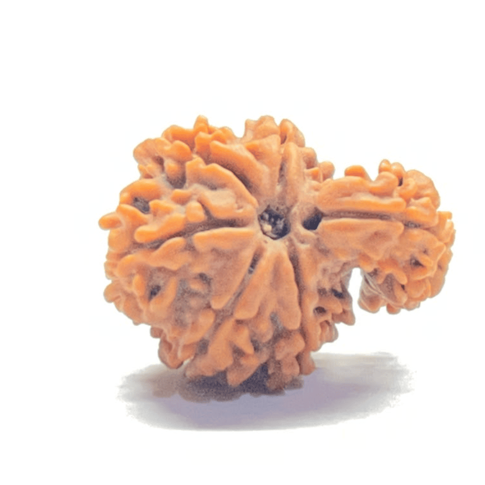 One Mukhi Sawaar Rudraksha (22.07mm/2.237gm)