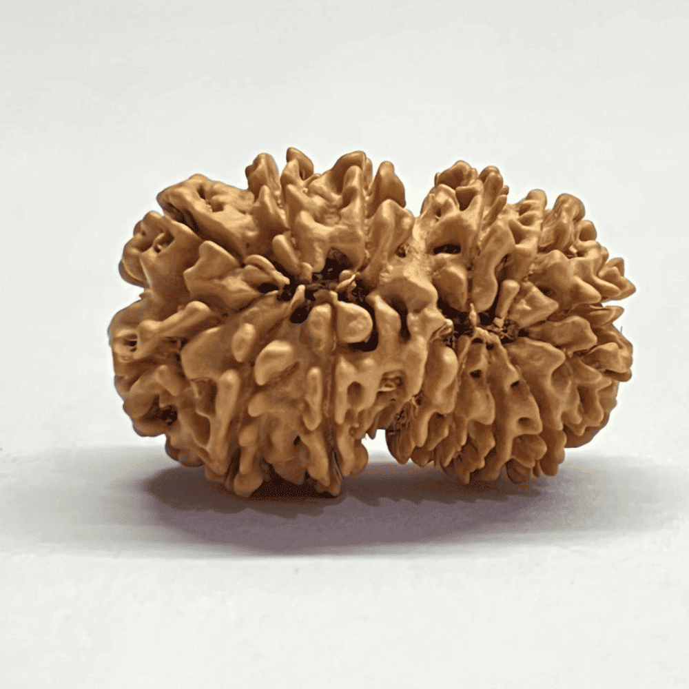 14 Mukhi Gauri Shankar Rudraksha (32.62mm/5.413gm)