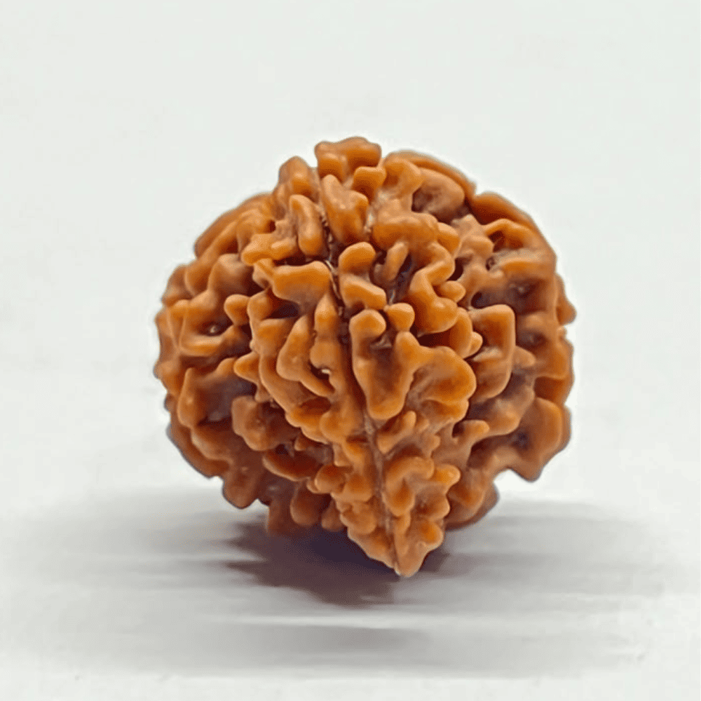 One Mukhi Sawaar Rudraksha (22.07mm/2.237gm)