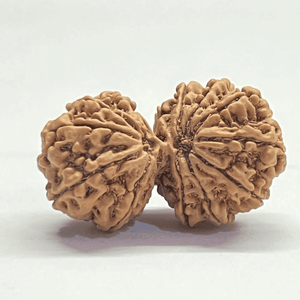 14 Mukhi Gauri Shankar Rudraksha (34.89mm/5.676gm)