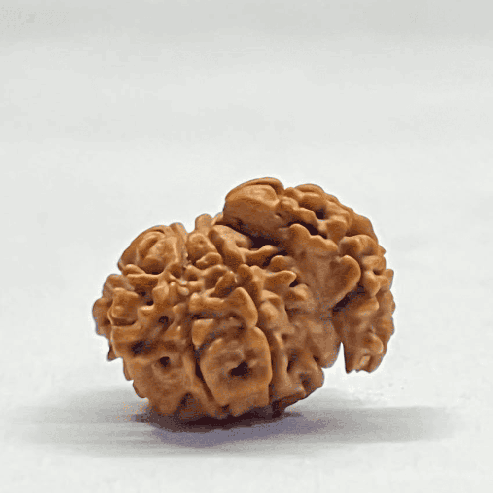One Mukhi Sawaar Rudraksha (22.75mm/2.347gm)