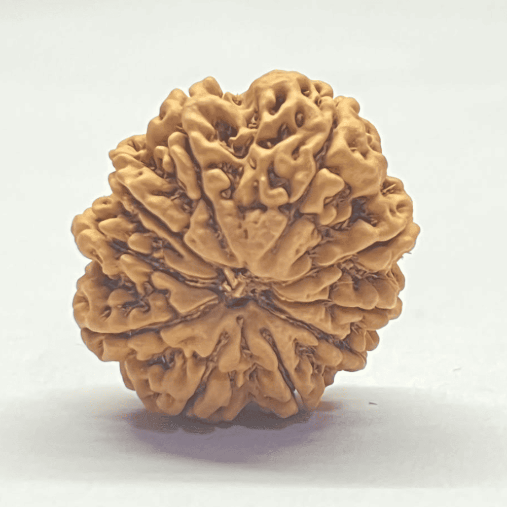 10 Mukhi Nepali Rudraksha (28.66mm/5.237gm)