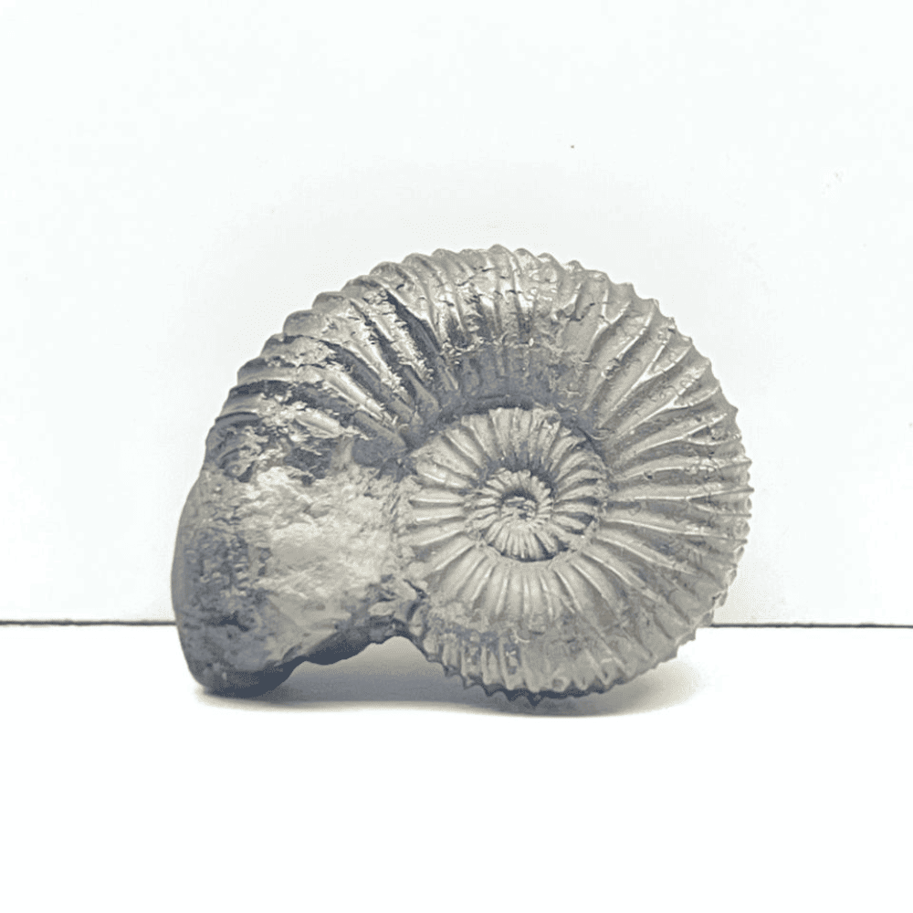 Golden Double Sudarshan Shaligram (1.1inch/10gm) DS-05
