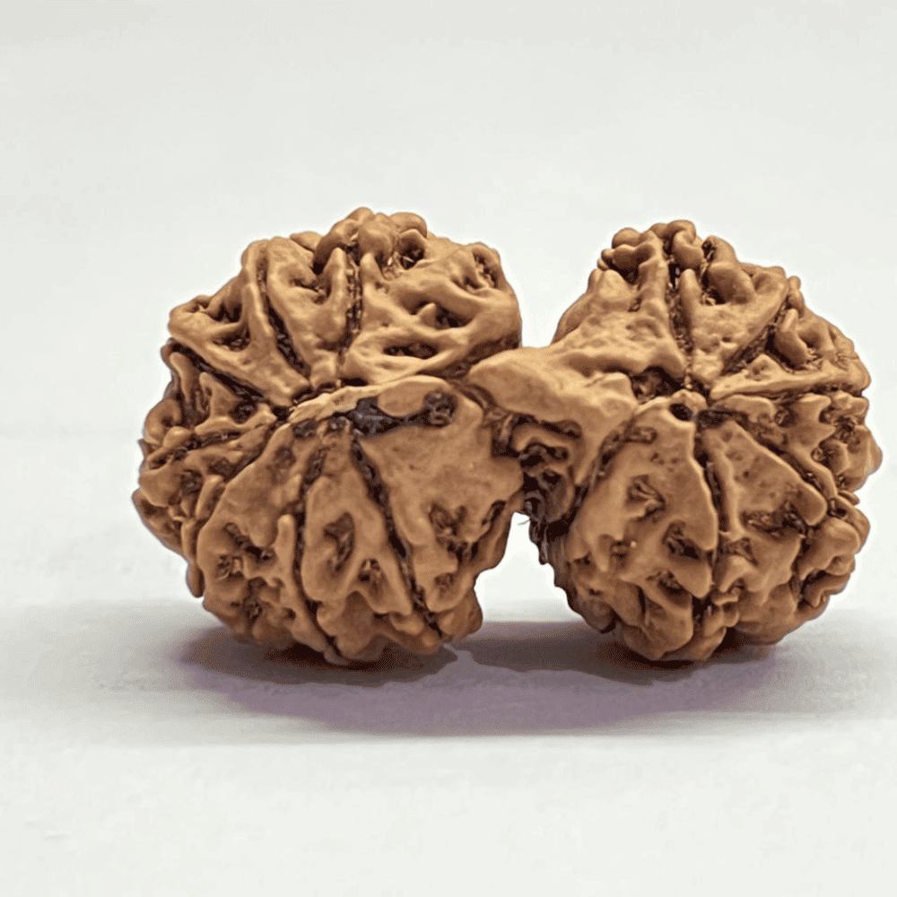 14 Mukhi Gauri Shankar Rudraksha (34.89mm/5.676gm)