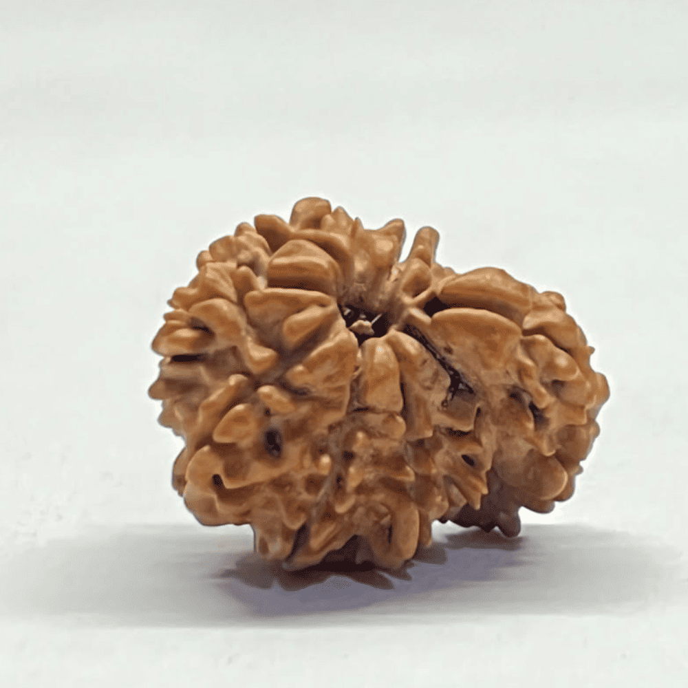 One Mukhi Sawaar Rudraksha (22.75mm/2.347gm)