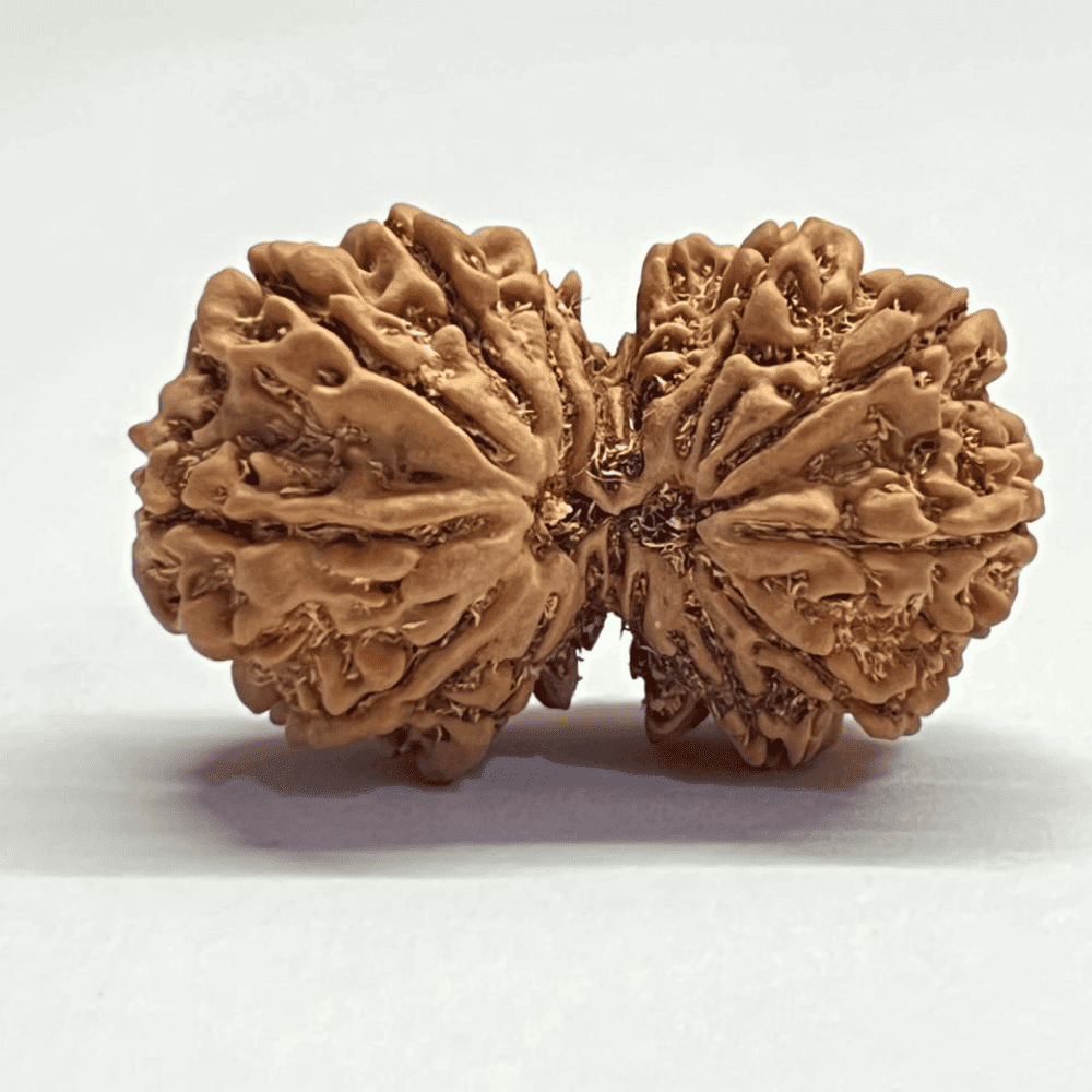 15 Mukhi Gauri Shankar Rudraksha (36.35mm/7.383gm)