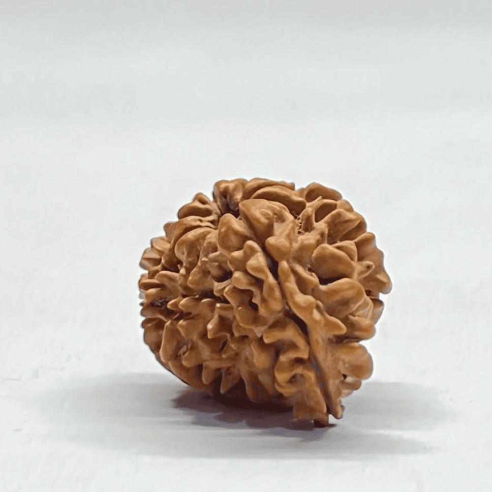 One Mukhi Sawaar Rudraksha (22.75mm/2.347gm)