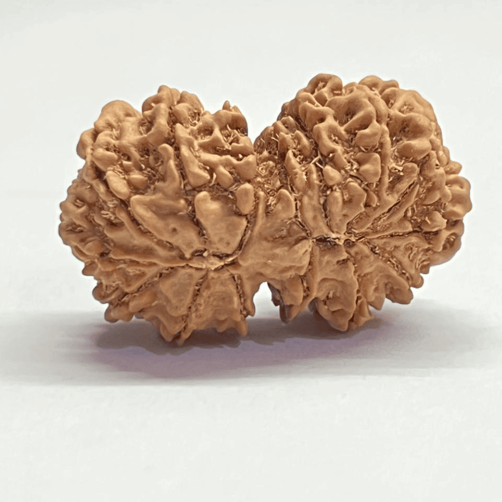 15 Mukhi Gauri Shankar Rudraksha (36.35mm/7.383gm)