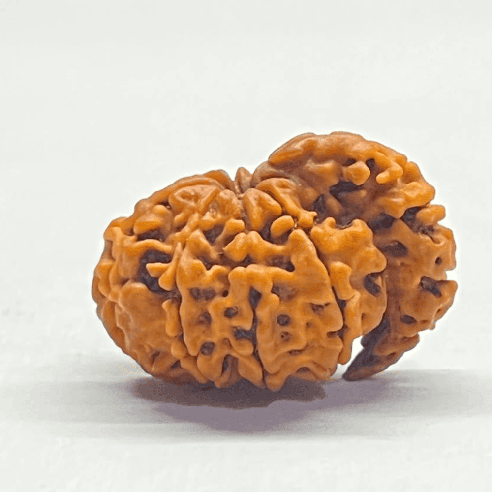 One Mukhi Sawaar Rudraksha (23.84mm/2.111gm)