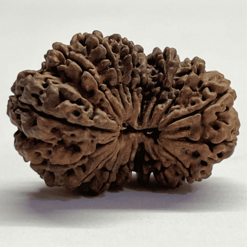 16 Mukhi Gauri Shankar Rudraksha (39.35mm/6.597gm)