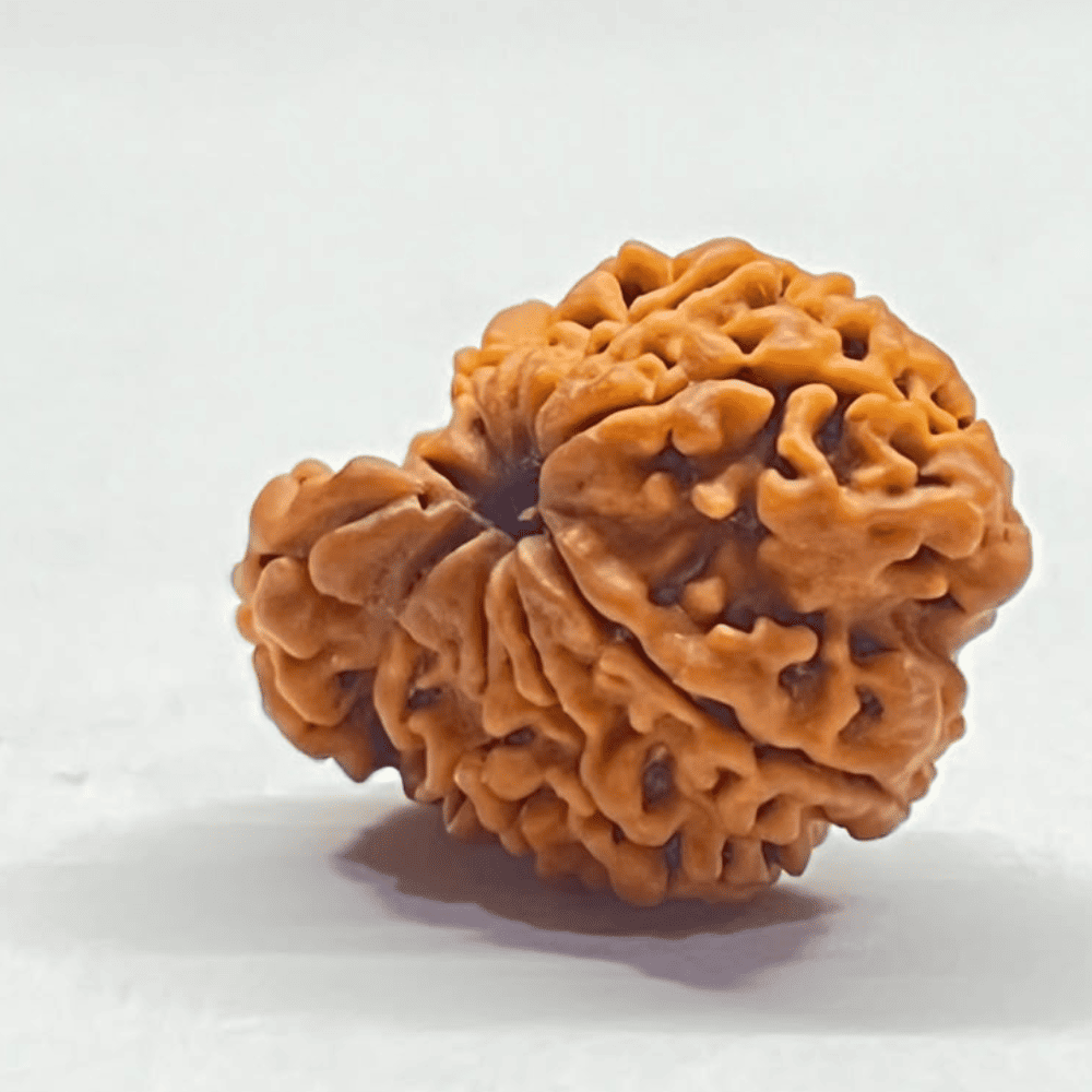 One Mukhi Sawaar Rudraksha (23.84mm/2.111gm)