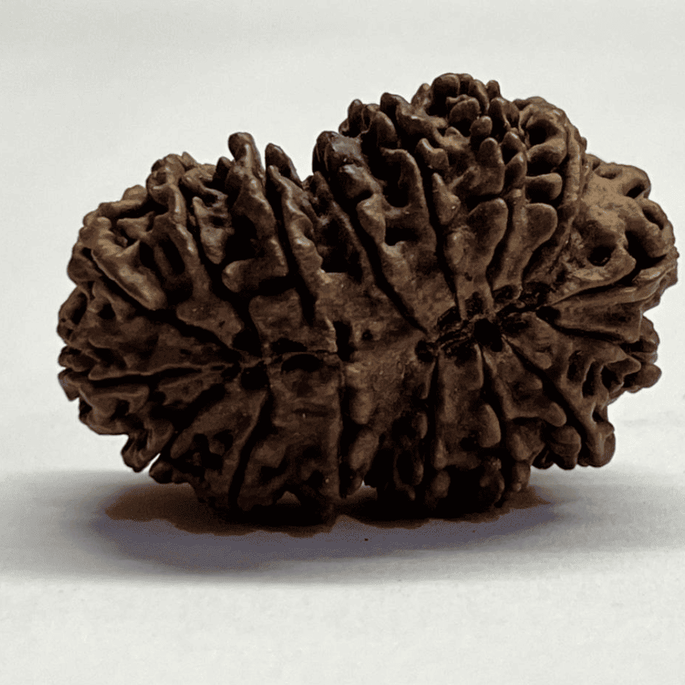 16 Mukhi Gauri Shankar Rudraksha (39.35mm/6.597gm)