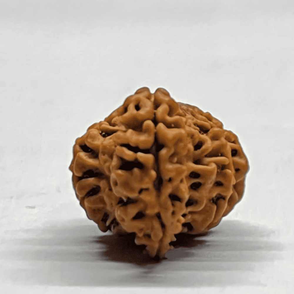 One Mukhi Sawaar Rudraksha (23.84mm/2.111gm)