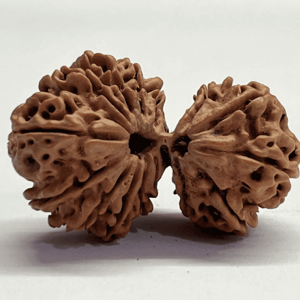 16 Mukhi Gauri Shankar Rudraksha (41.67mm/9.230gm)