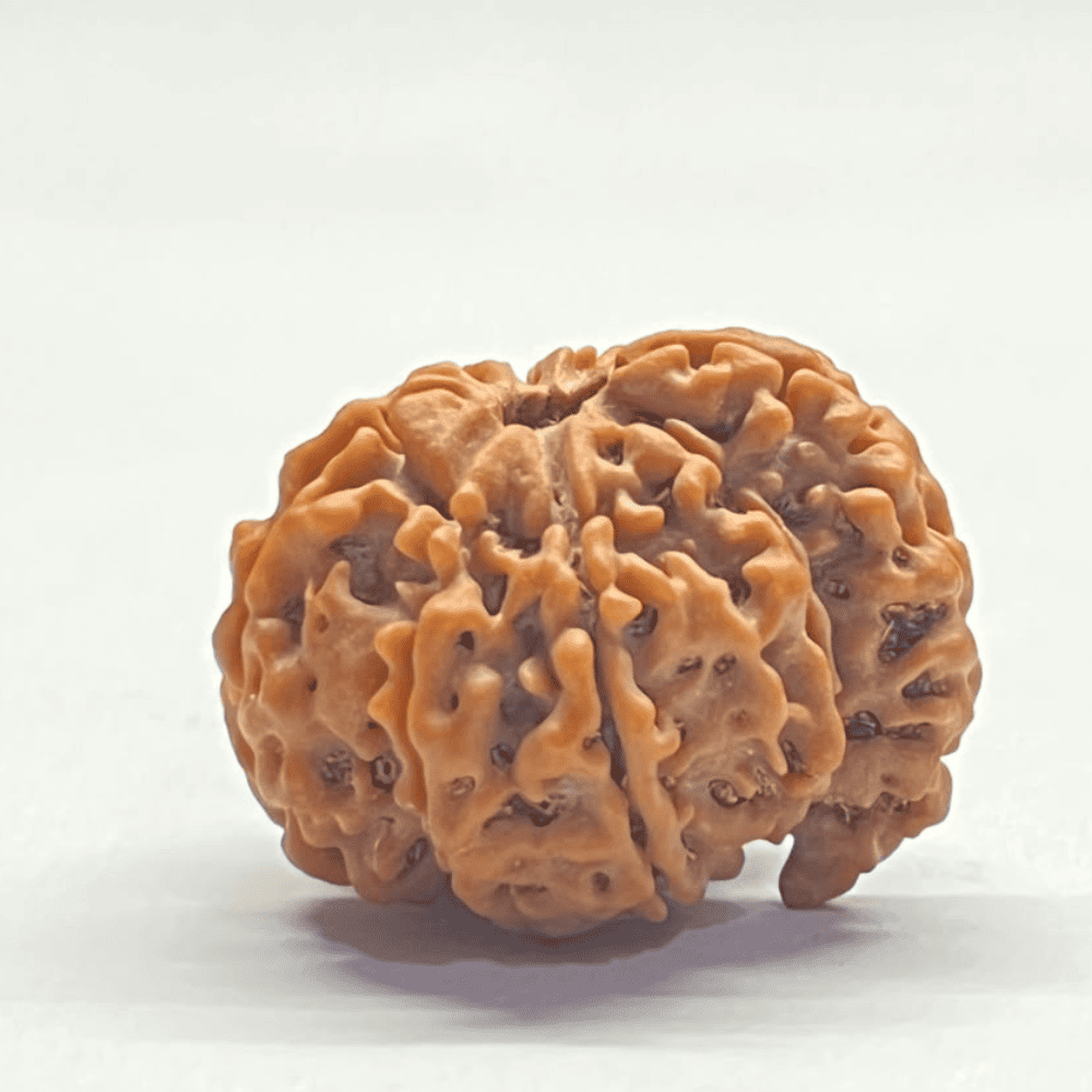 One Mukhi Sawaar Rudraksha (25.90mm/4.764gm)
