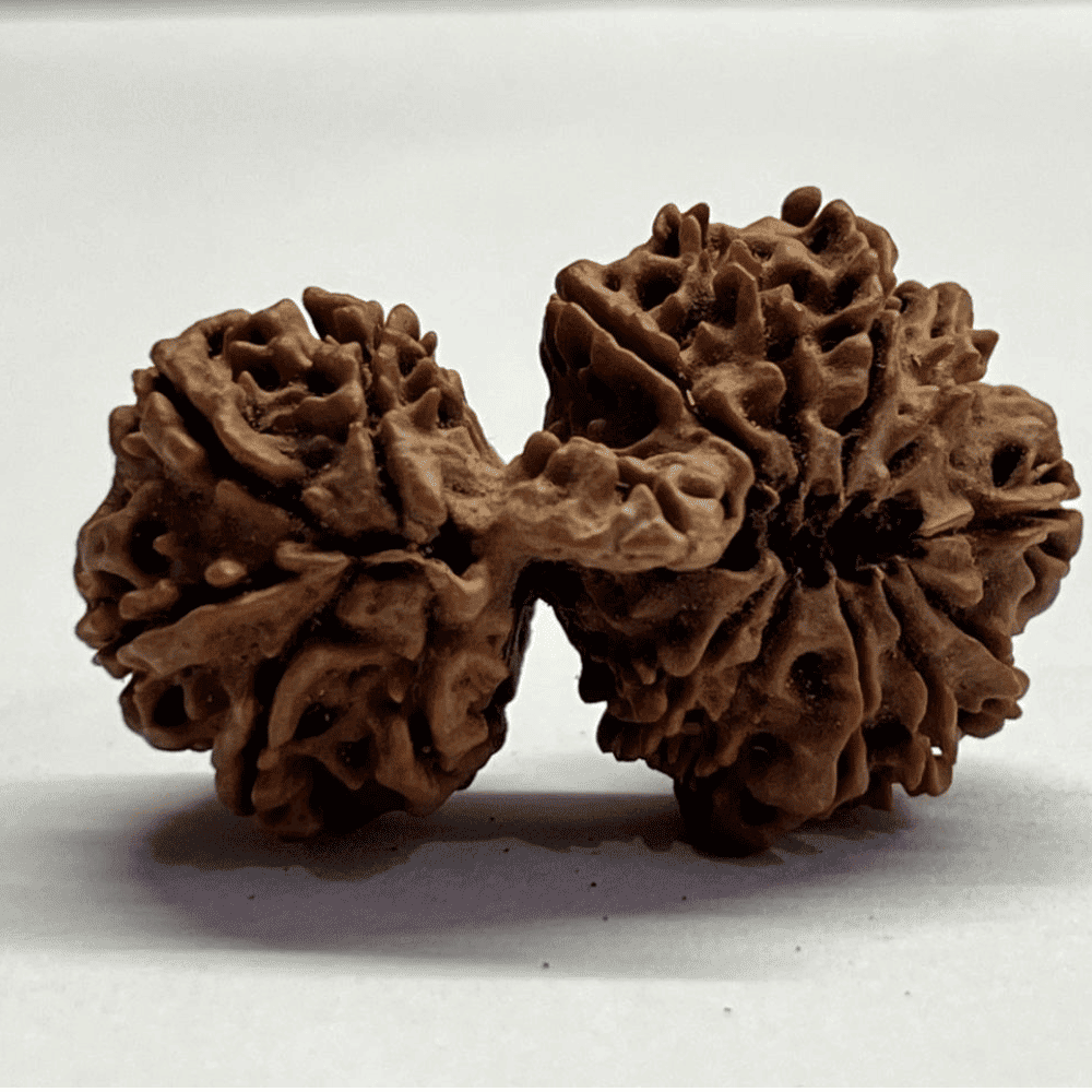16 Mukhi Gauri Shankar Rudraksha (41.67mm/9.230gm)