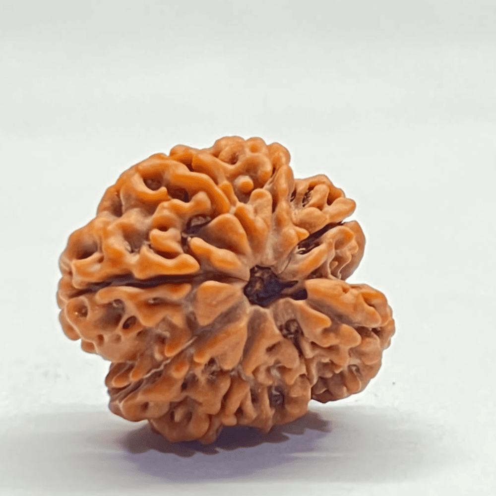 One Mukhi Sawaar Rudraksha (25.90mm/4.764gm)