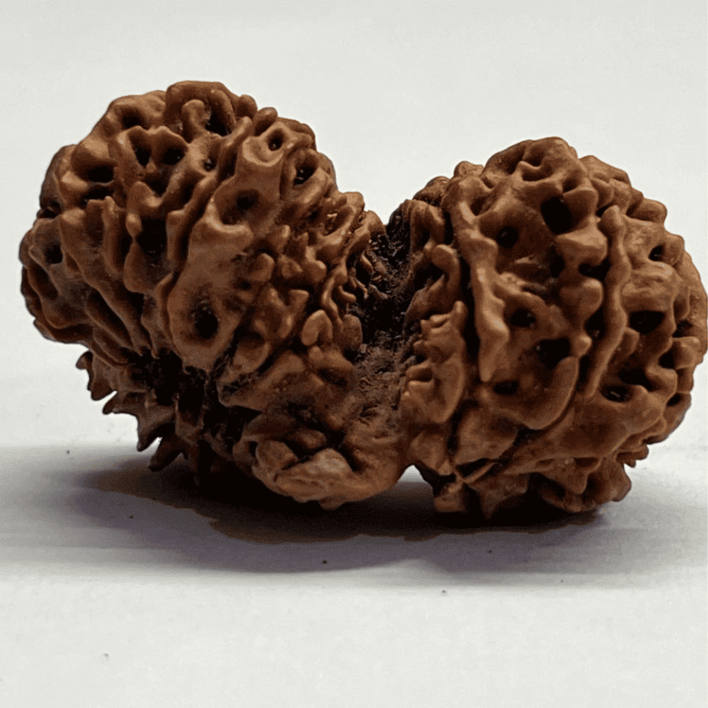 16 Mukhi Gauri Shankar Rudraksha (41.67mm/9.230gm)