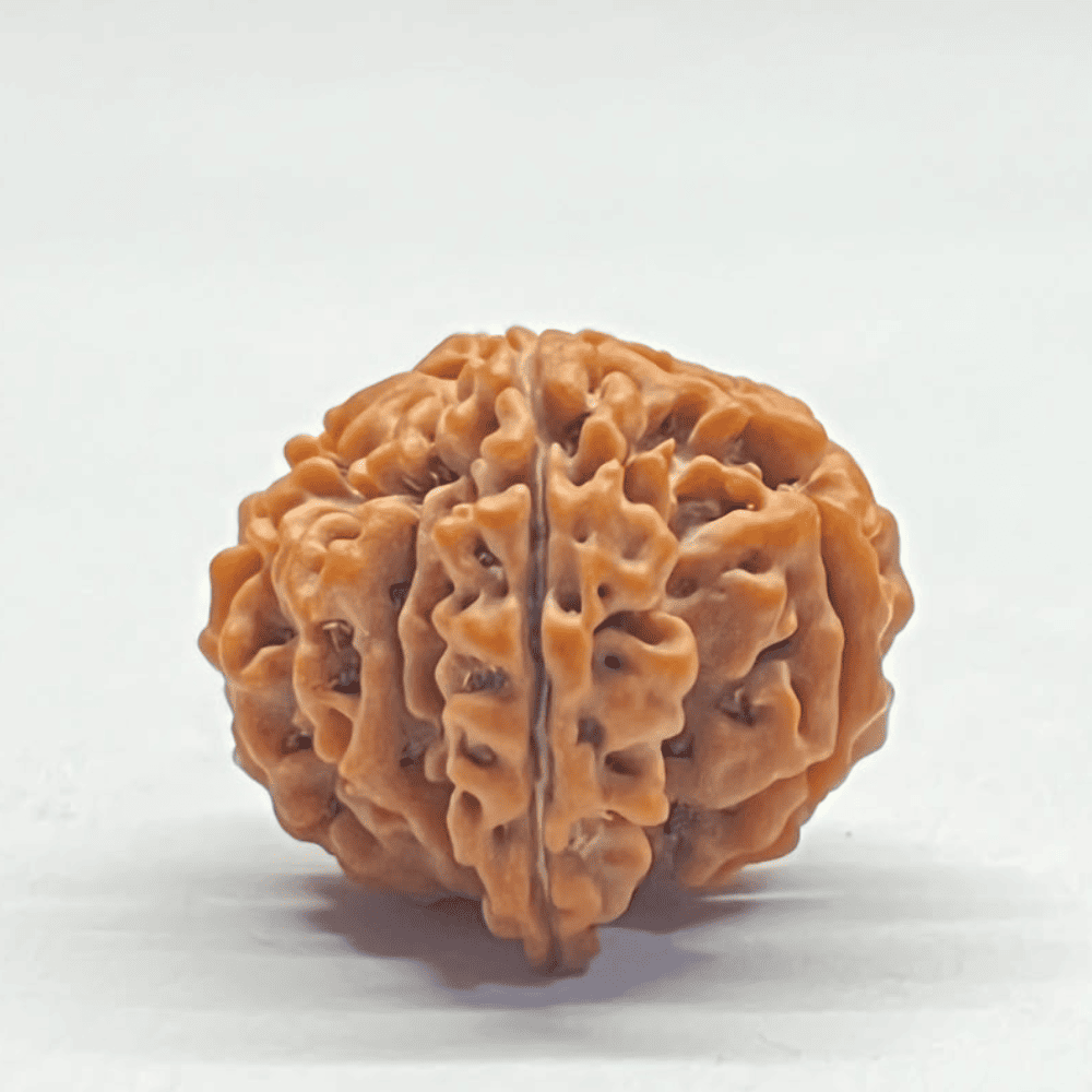 One Mukhi Sawaar Rudraksha (25.90mm/4.764gm)