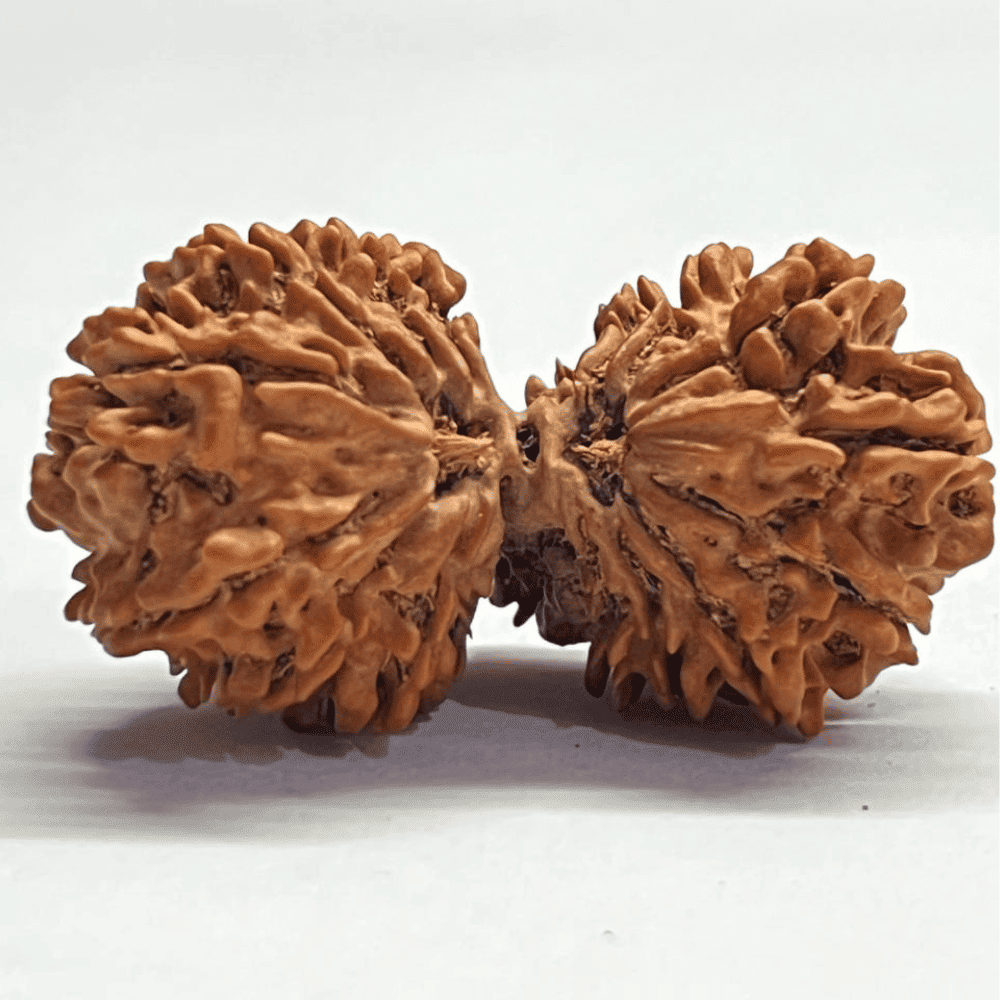 16 Mukhi Gauri Shankar Rudraksha (42.02mm/7.257gm)