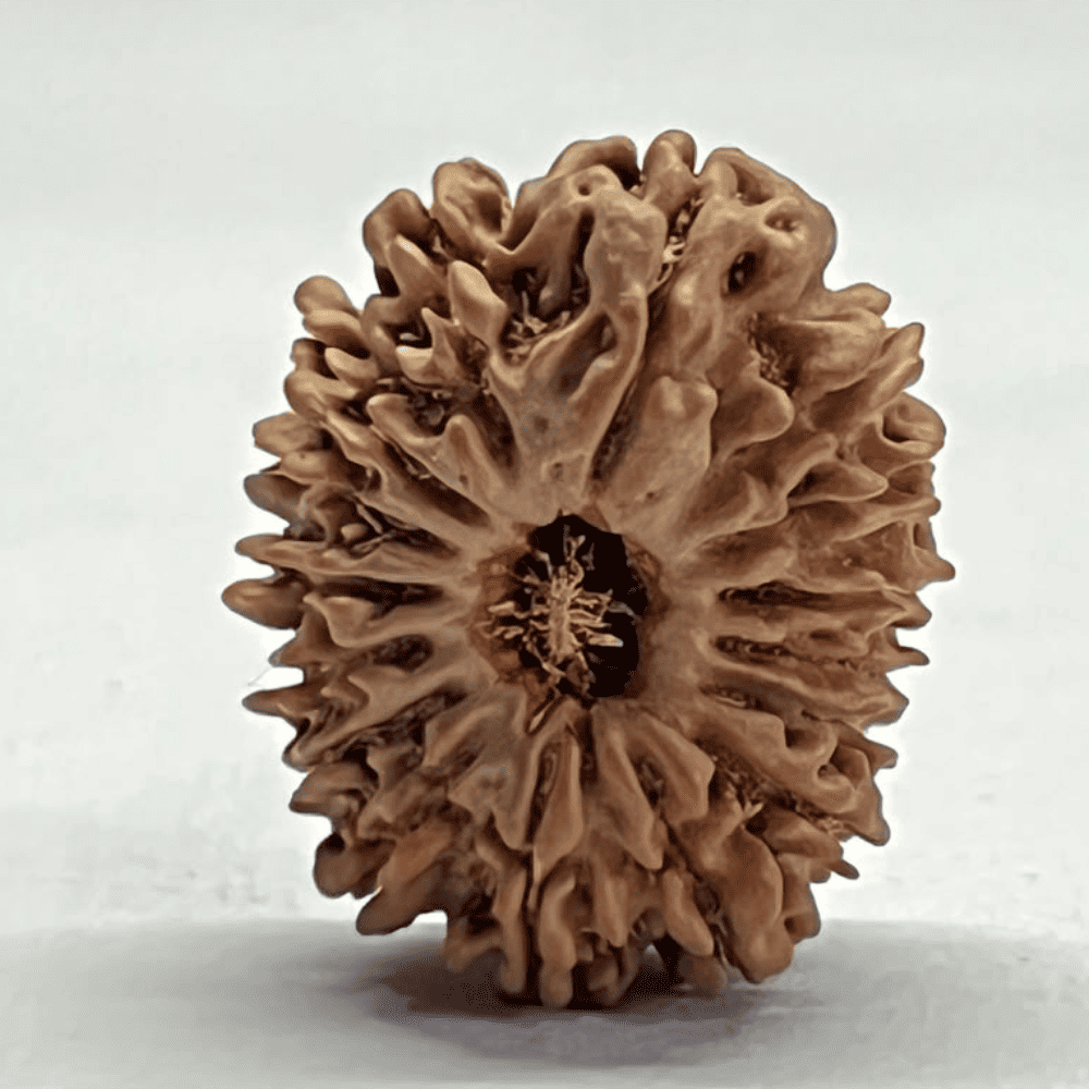 16 Mukhi Nepali Rudraksha (23.50mm/2.960gm)