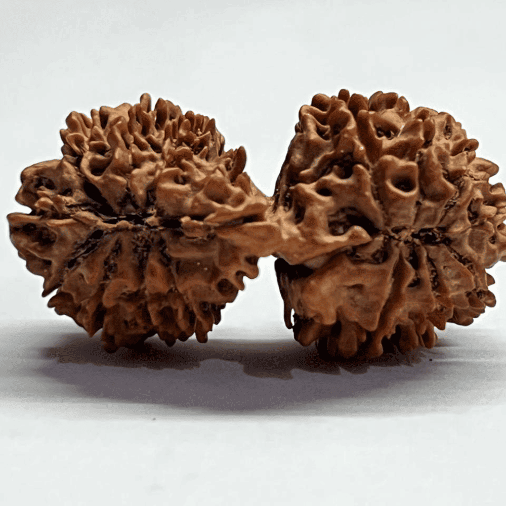 16 Mukhi Gauri Shankar Rudraksha (42.02mm/7.257gm)