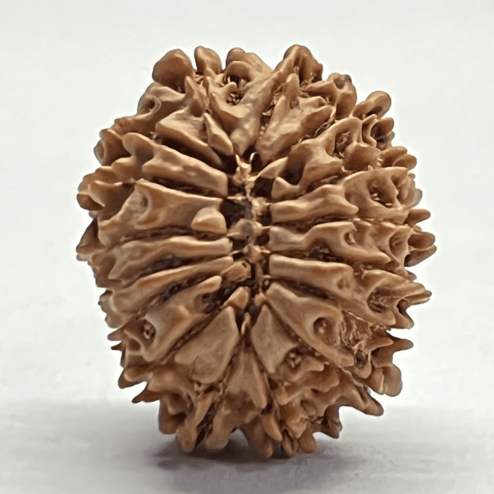 16 Mukhi Nepali Rudraksha (23.50mm/2.960gm)