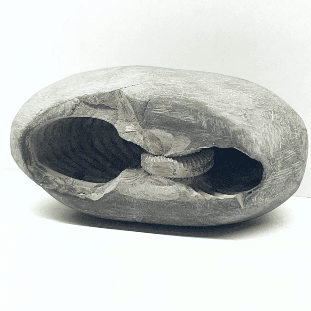 Golden Sheshnaag Narsimha Shaligram LN130(2.5inch/95gm)