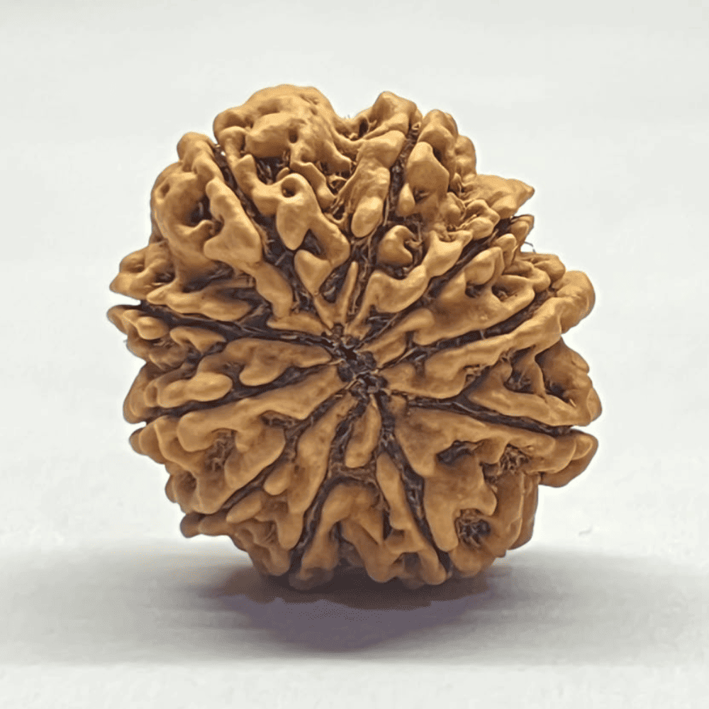 10 Mukhi Nepali Rudraksha (28.66mm/5.237gm)
