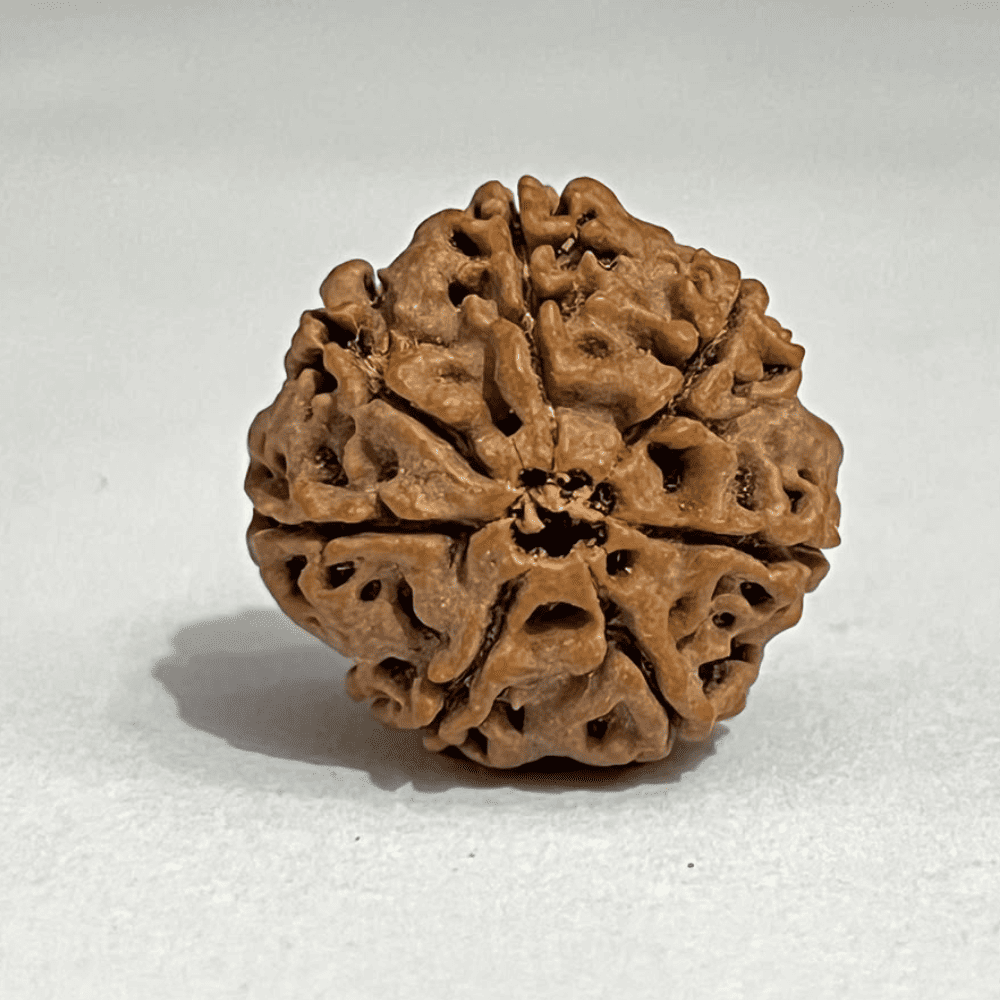 7 Mukhi Nepali Rudraksha-Full Seed (24.07mm/4.752gm)