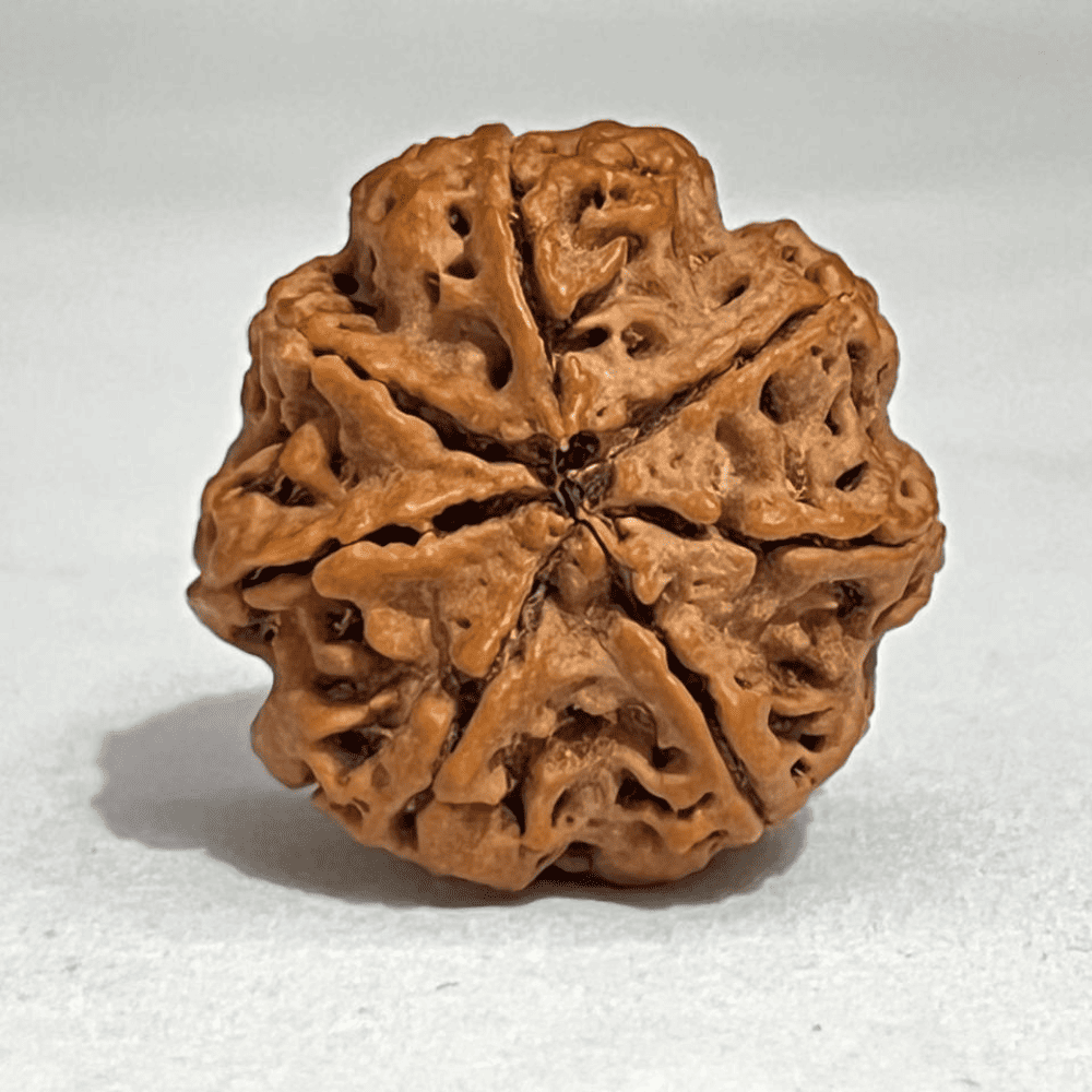 7 Mukhi Nepali Rudraksha-Full Seed (28.65mm/7.031gm)